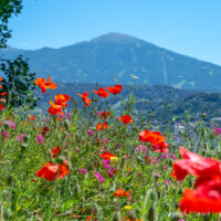 Blumenwiese Innsbruck