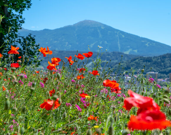 Blumenwiese Innsbruck