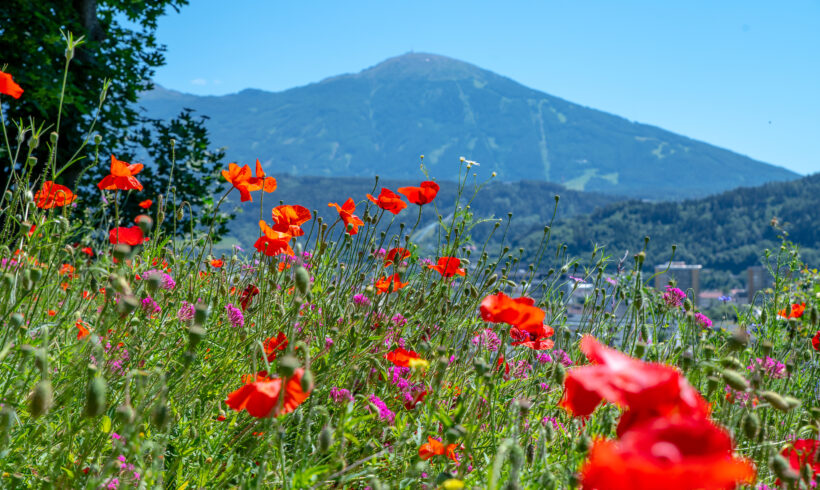 Blumenwiese Innsbruck