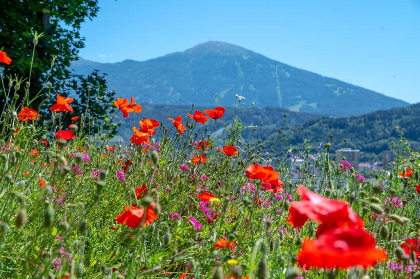 Blumenwiese Innsbruck