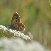 Insektenschonendes Mähen